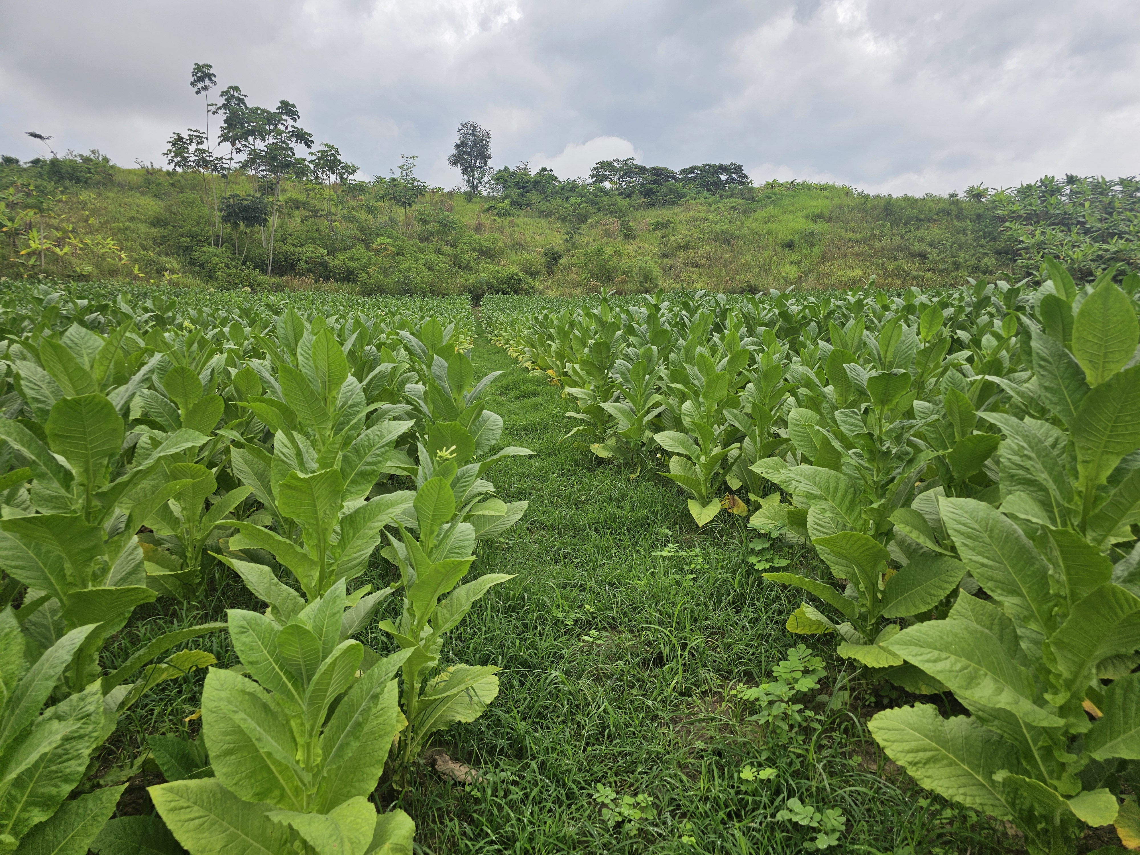Diferencia Dragodara