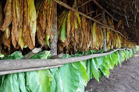 Fermentación Natural