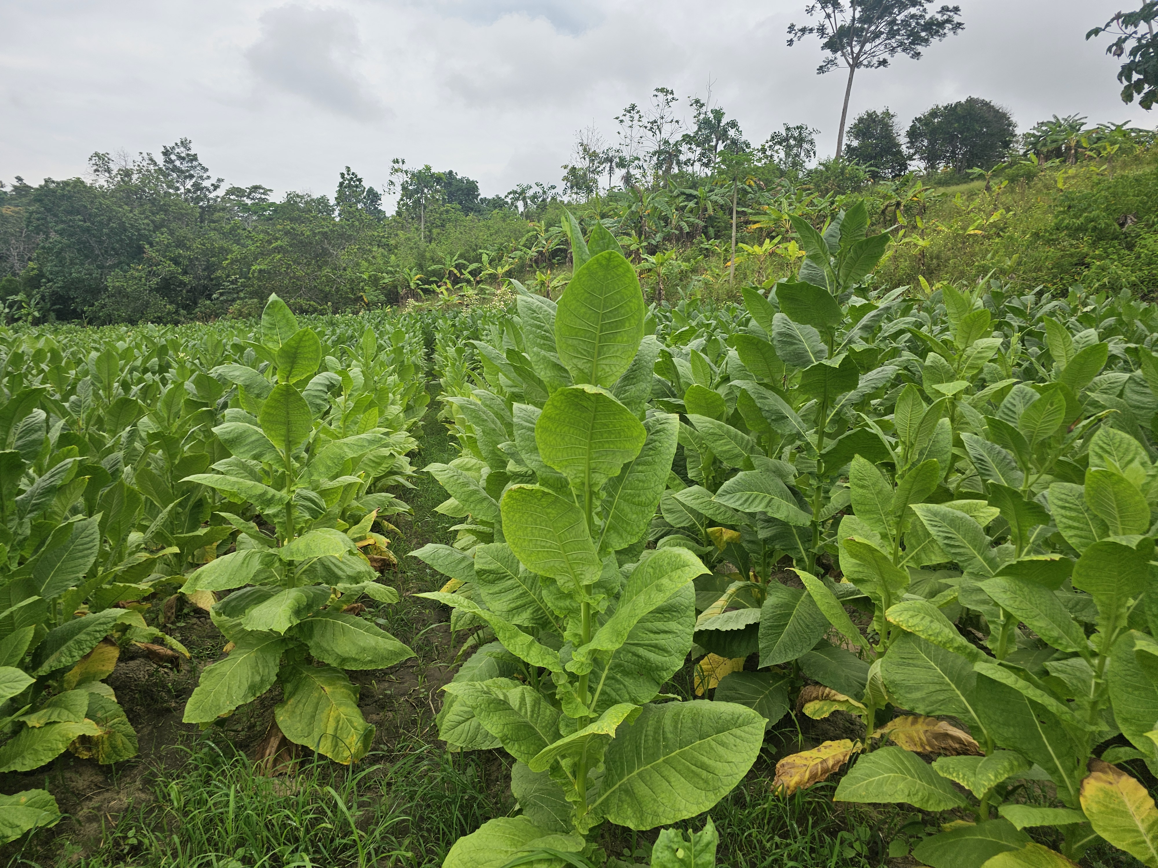 Proveedores Dragodara